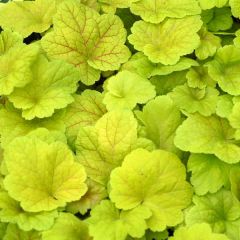 Żurawka 'Electric Lime' - Heuchera Electric Lime